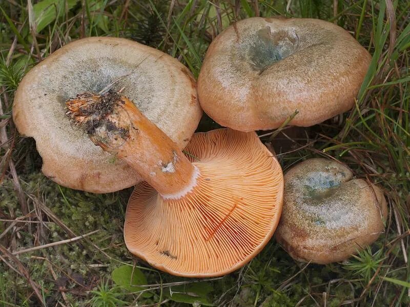 Есть гриб рыжик. Рыжики пластинчатые грибы. Гриб Рыжик еловый. Рыжик еловый и Рыжик Сосновый. Рыжик еловый/еловик (Lactarius deterrimus);.