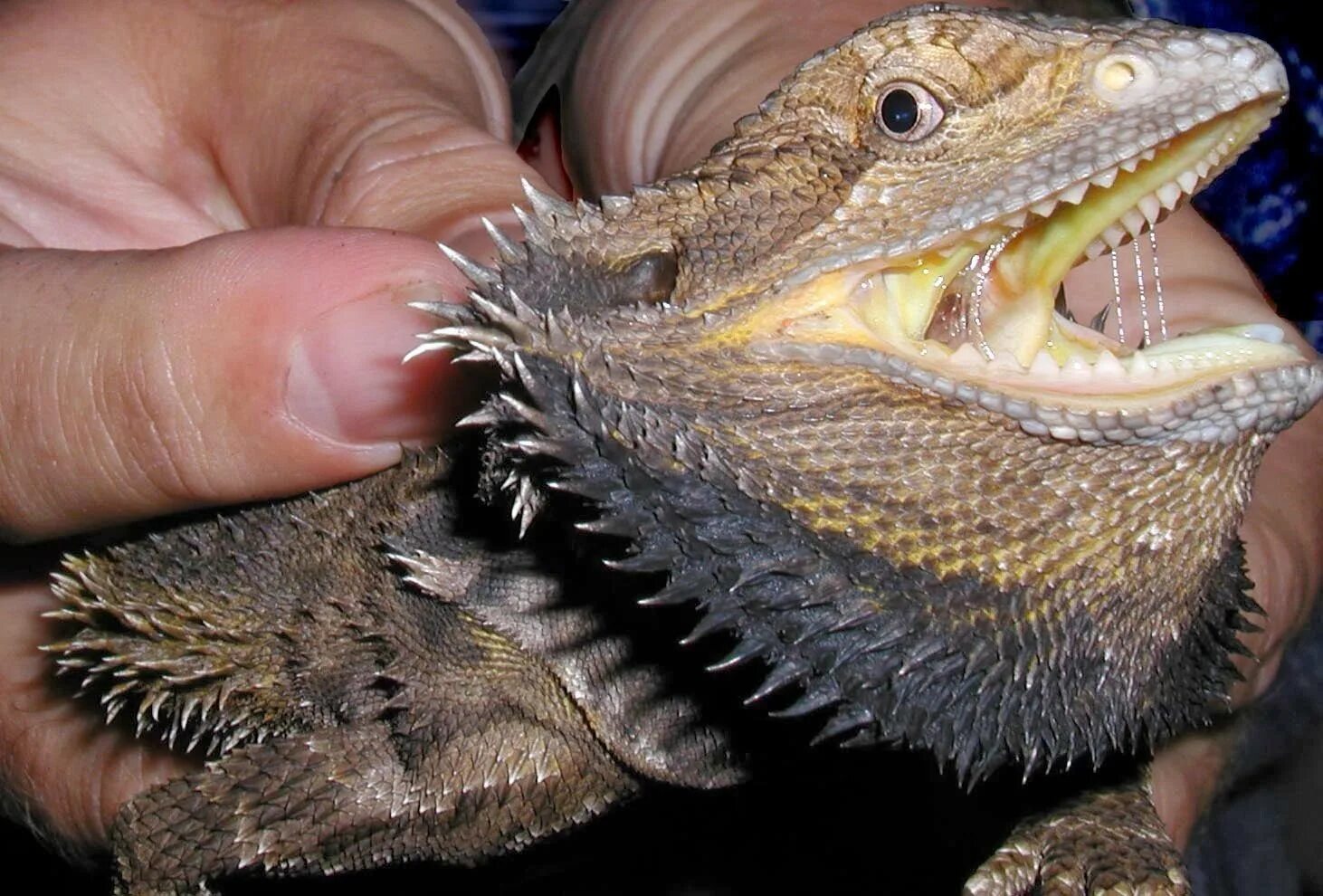 Ящерицы кусаются. Зубы бородатой агамы. Бородатая агама German giant bearded Dragons. Комодский Варан зубы. Укус бородатой агамы.