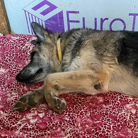 овчаркоманда спб