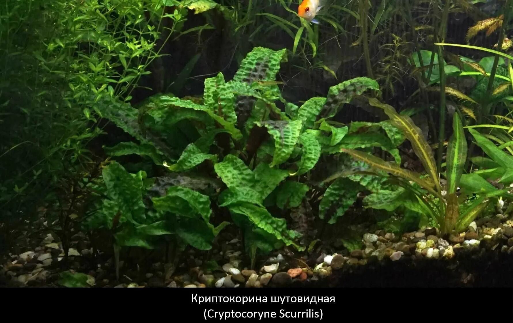 Живое растение для аквариума, Криптокорина Тропика 1 горшок. - купить с доставко