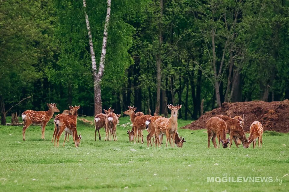 Зоосад обитатели могилевский. Могилёвский буйничи зоосад. Изюбр зоосад приамурский. Животные могилев. Могилёвский буйничи зоосад.