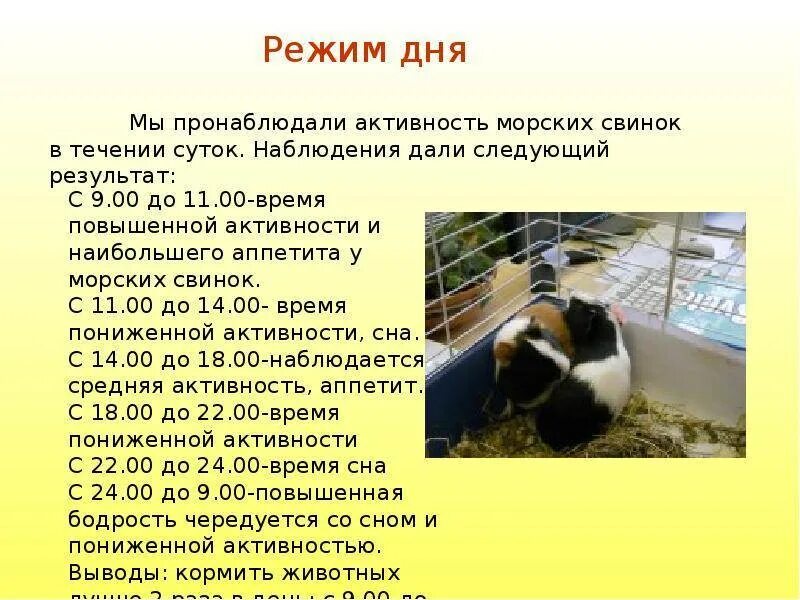 Что нужно для содержания морской свинки. Таблица питания морских свинок. рацион морской свинки. график кормления морской свинки. рацион кормления морских свинок.