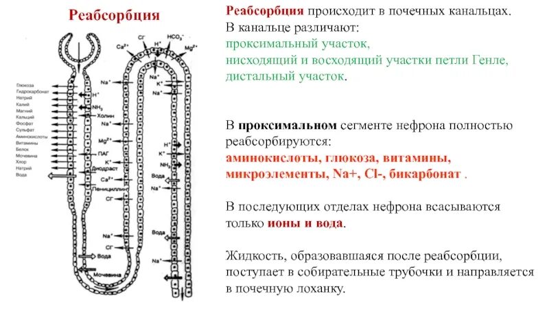 В норме в канальцах нефронов полностью реабсорбируются:. Реабсорбция Глюкозы в нефроне. Механизм реабсорбции Глюкозы. Реабсорбция Глюкозы в нефроне осуществляется за счет:.