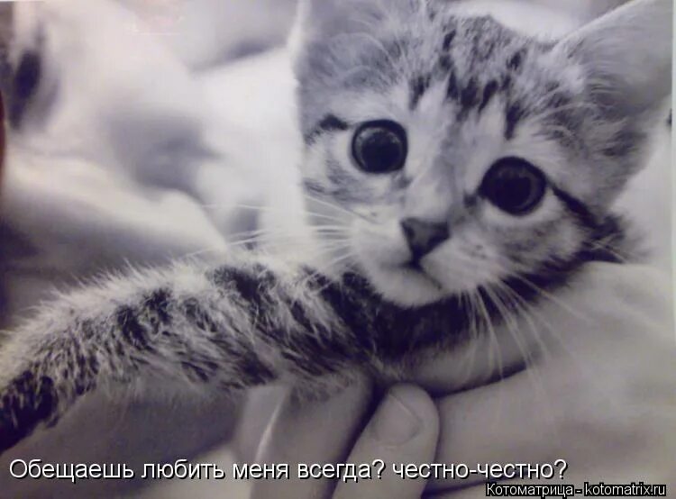 кот с грустными глазами. милые глазки люблю. кот шрек глаза. котик с сердечком. умоляющий кот.