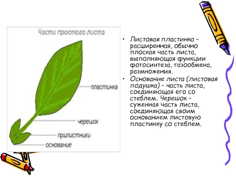 Страница и лист отличие. Основание черешок листовая пластинка у листа. Часть листа черешок. Как называются части листа. Части листовой пластины.