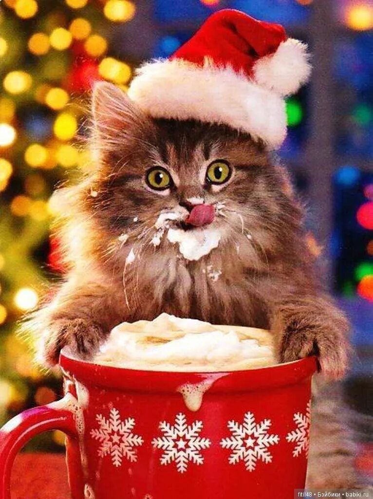 Фото новогоднего кота