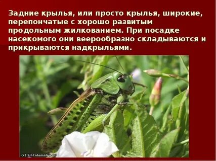 Насекомые кратко