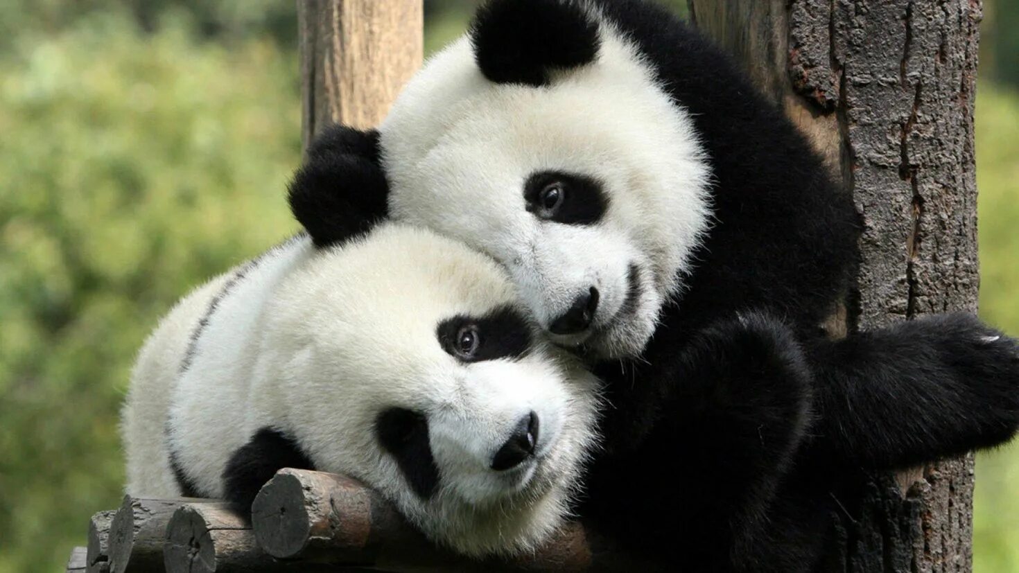 Image animals