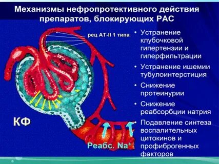 Нефропротекторы
