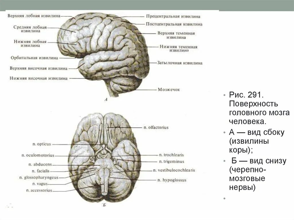 Борозды и извилины мозга человека. Строение головного мозга вид сбоку. Головной мозг вид сбоку. Борозды и извилины головного мозга нижняя поверхность. Борозды лобной доли мозга.