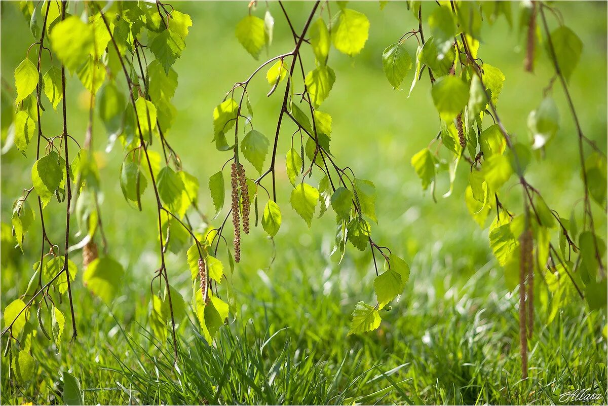 В природе есть удивительные праздники первая зелень. Весенняя береза. Береза весной. Листва березы.