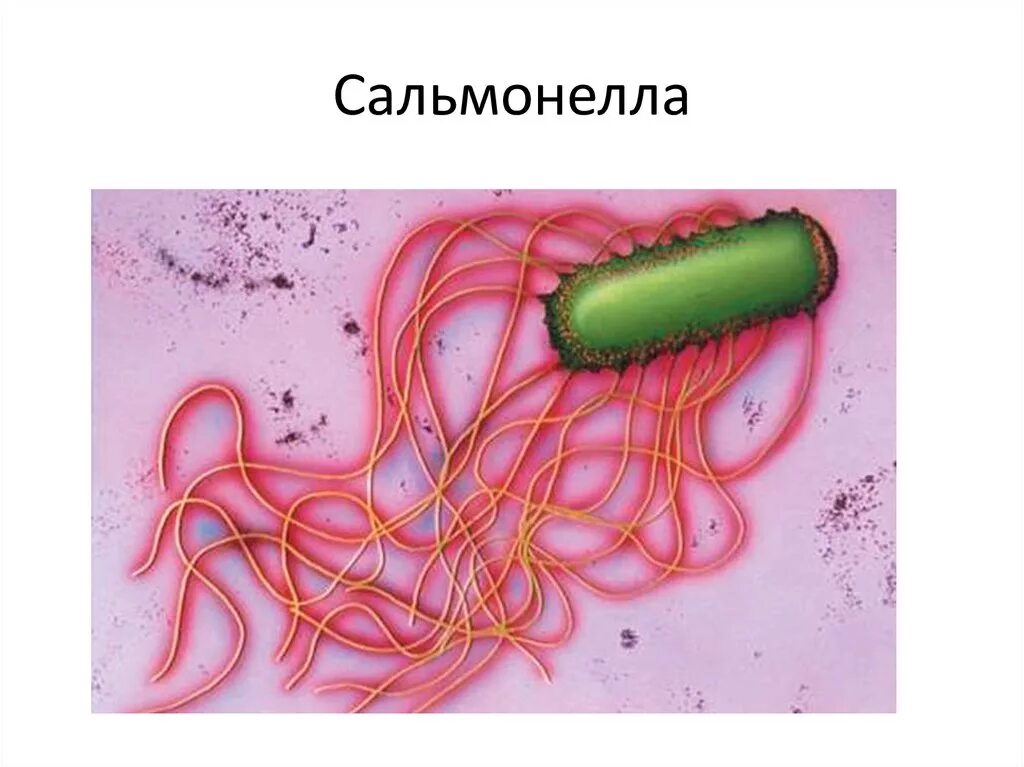Сальмонеллы жгутики. Сальмонелла строение бактерии. Сальмонелла форма бактерии. Строение бактерии Salmonella typhi. Сальмонеллез материал
