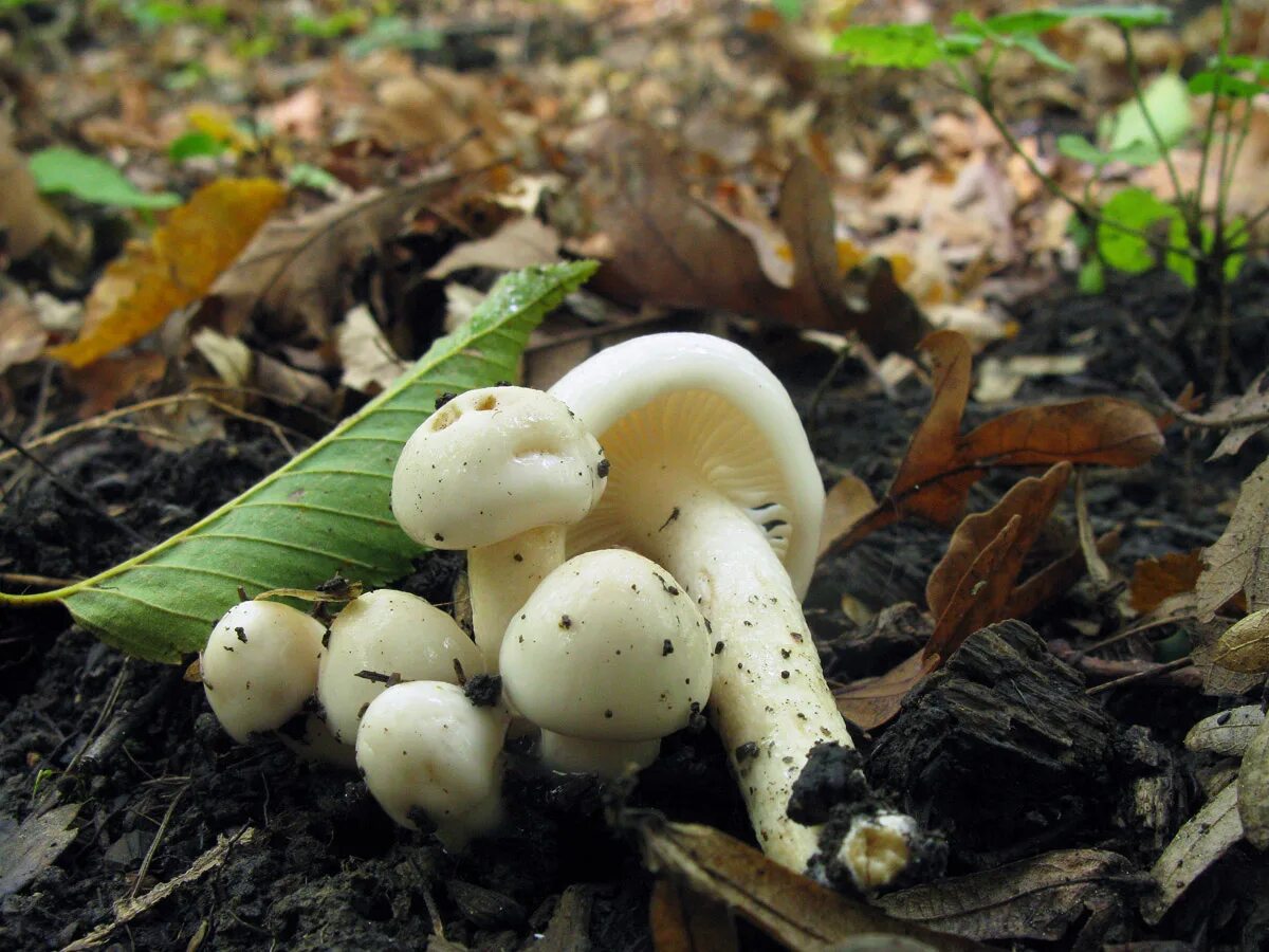 Изжелта белые. Гриб гигрофор белый. Гигрофор желтовато-белый (Hygrophorus eburneus). Гигрофор желтовато-белый. Гигрофор желтовато белый гриб.