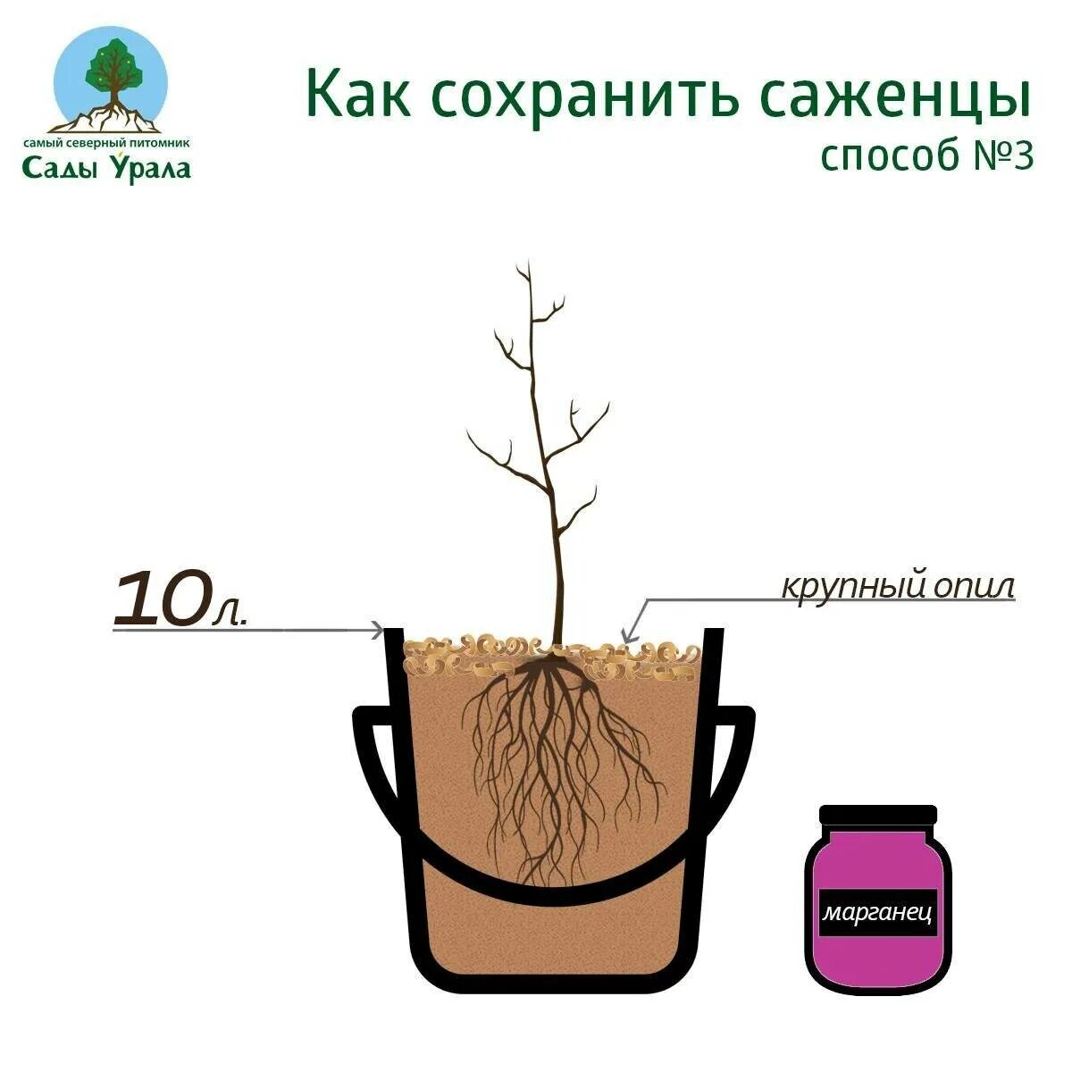 Растения с закрытой корневой системой. Посадка саженца с открытой корневой системой. Саженцы в горшках. Саженцы в горшочках.