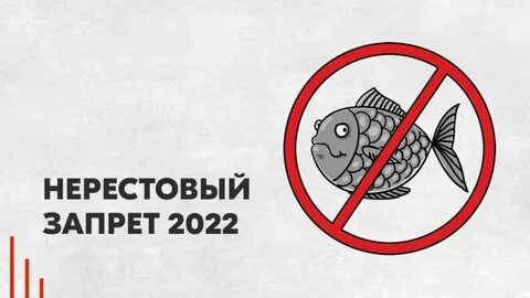 Во время нереста рыб запрещено ловить