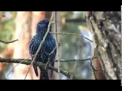 Настоящий песню скворца надо слушать