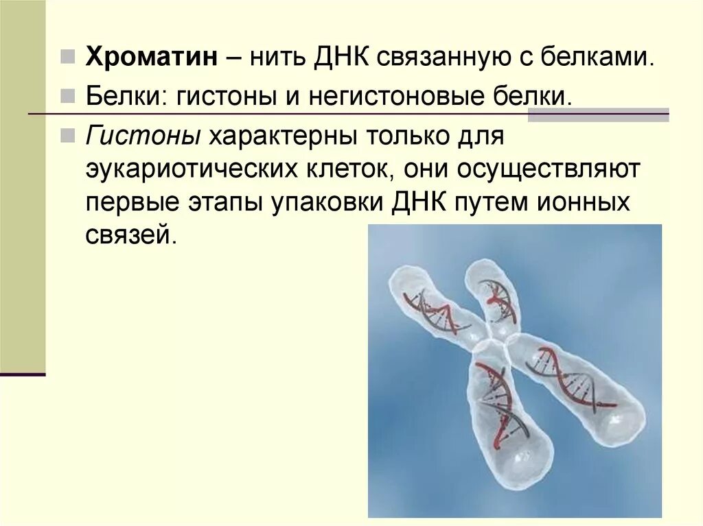 Связана с белками гистонами. ДНК И белки гистоны. Белки хроматина. Гистоны и негистоновые белки хроматина. Связывание ДНК С белками.