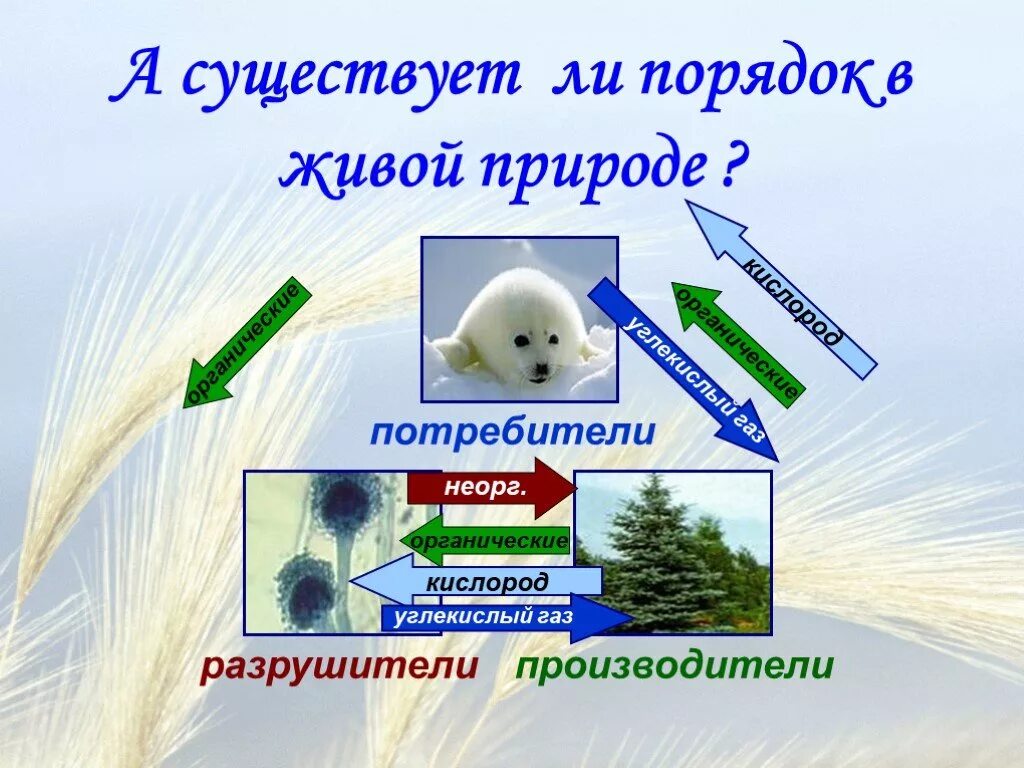 Круговорота веществ 3 класс. Производители потребители Разрушители. Круговорот веществ в природе. Производители в природе. Потребители веществ в природе.