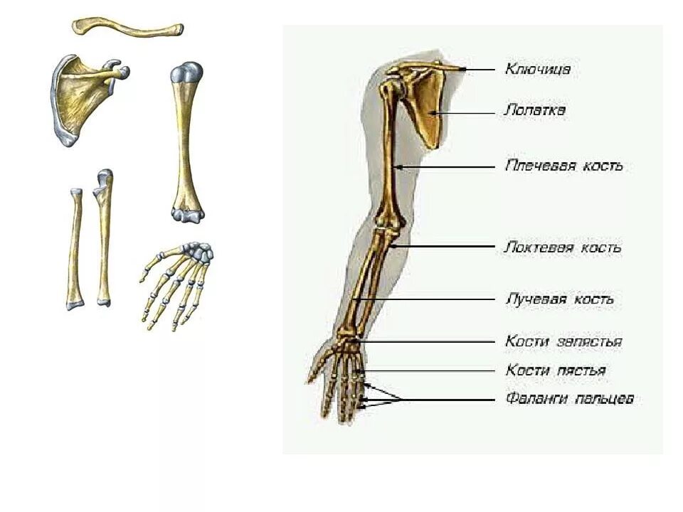 Скелет верхней конечности рисунки. Строение скелета руки человека. Скелет верхних конечностей кости кисти. Рука анатомия строение кости. Кости верхних конечностей человека анатомия.