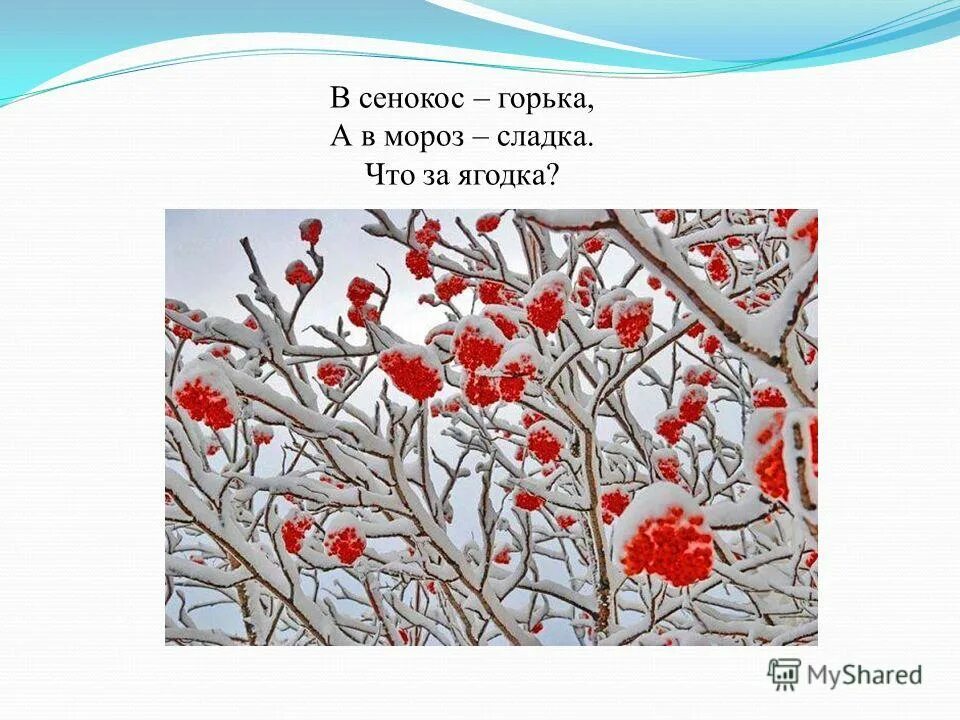 горька а в мороз сладка. загадка в сенокос горька а в мороз сладка. горька а в мороз сладка. загадка про калину. Chto za yagodka?.