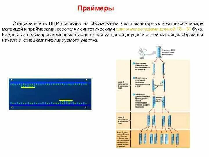 ПЦР праймер схема. Полимеразная цепная реакция. Схема подбора праймеров для ПЦР.. Этапы ПЦР.