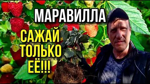 Урожайность маравиллы