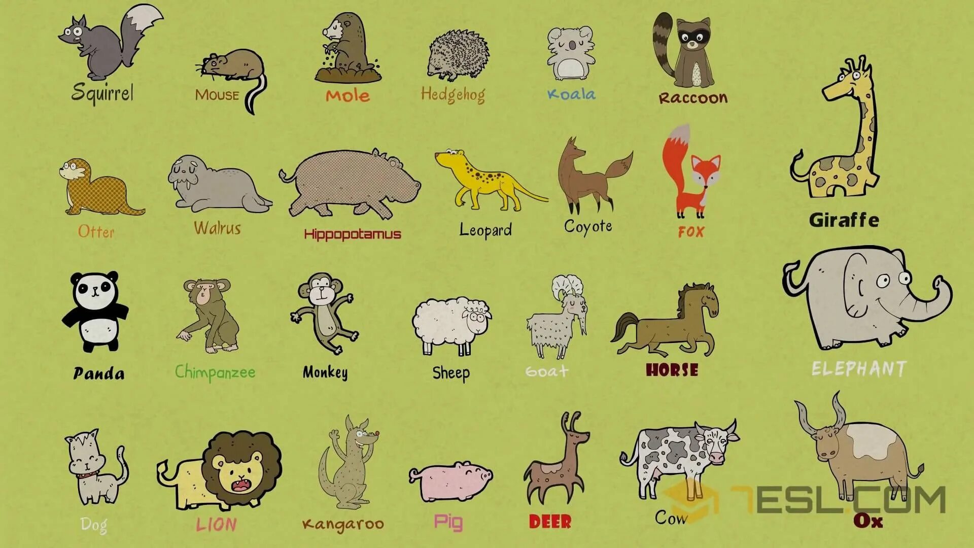 Имя animals