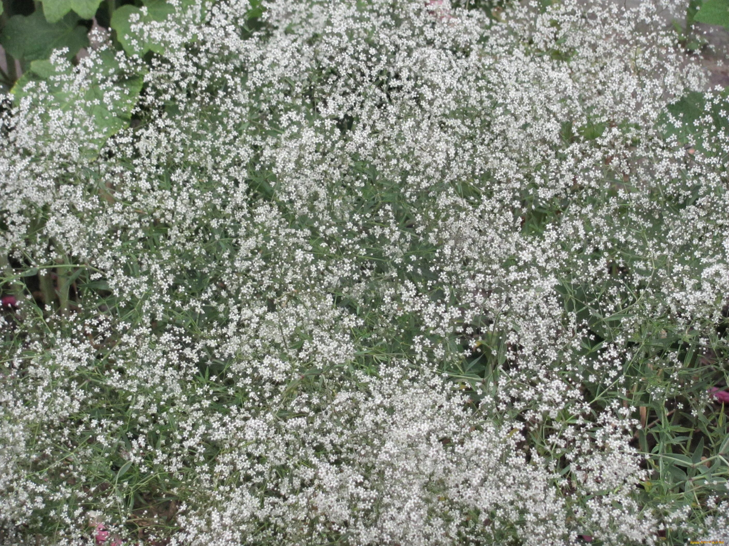 Гипсофила соцветие. Мелкие белые цветочки. Растение с мелкими белыми цветочками. Мелкие белые цветы. Название цветов мелкие белого цвета