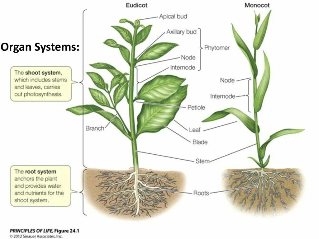 Plant Organs. Vegetative Bud of the Plant. The Plant list. Biological drawings of Plants.