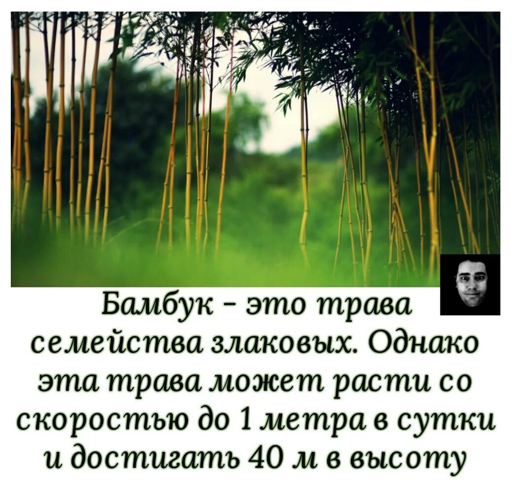 За сколько часов вырастает бамбук. Бамбук растёт со скоростью. Рост бамбука в сутки. Скорость роста бамбука. Скорость роста бамбука в сутки.