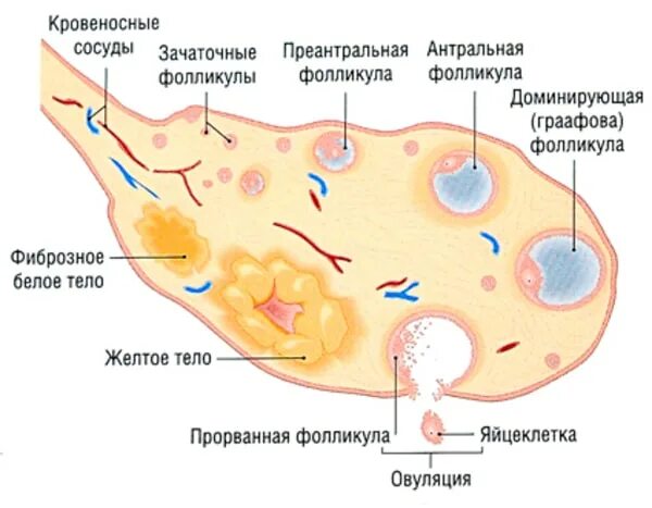 Что такое фолликулярный аппарат яичника. Формирование фолликула в яичнике. Антральные фолликулы в яичниках что это. Три фолликула