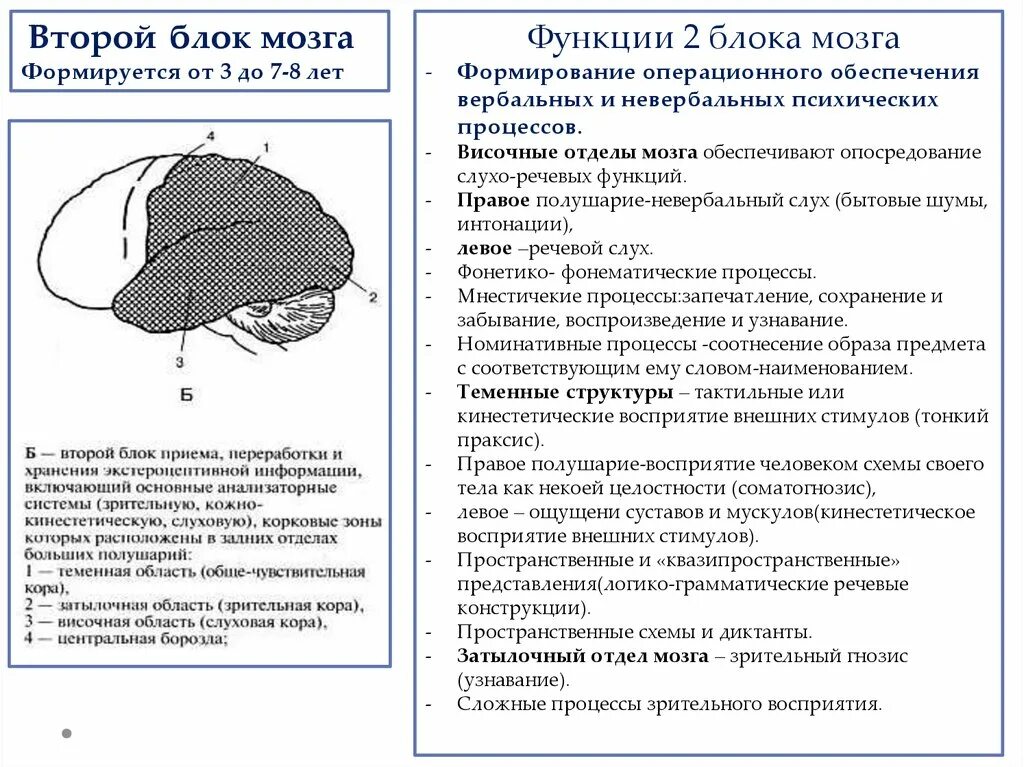 Нарушения блоков мозга. Второй функциональный блок мозга по Лурия. Функции 2 блока мозга по Лурия. 1 Функциональный блок мозга Лурия. Блоки мозга по Лурия 1 блок.