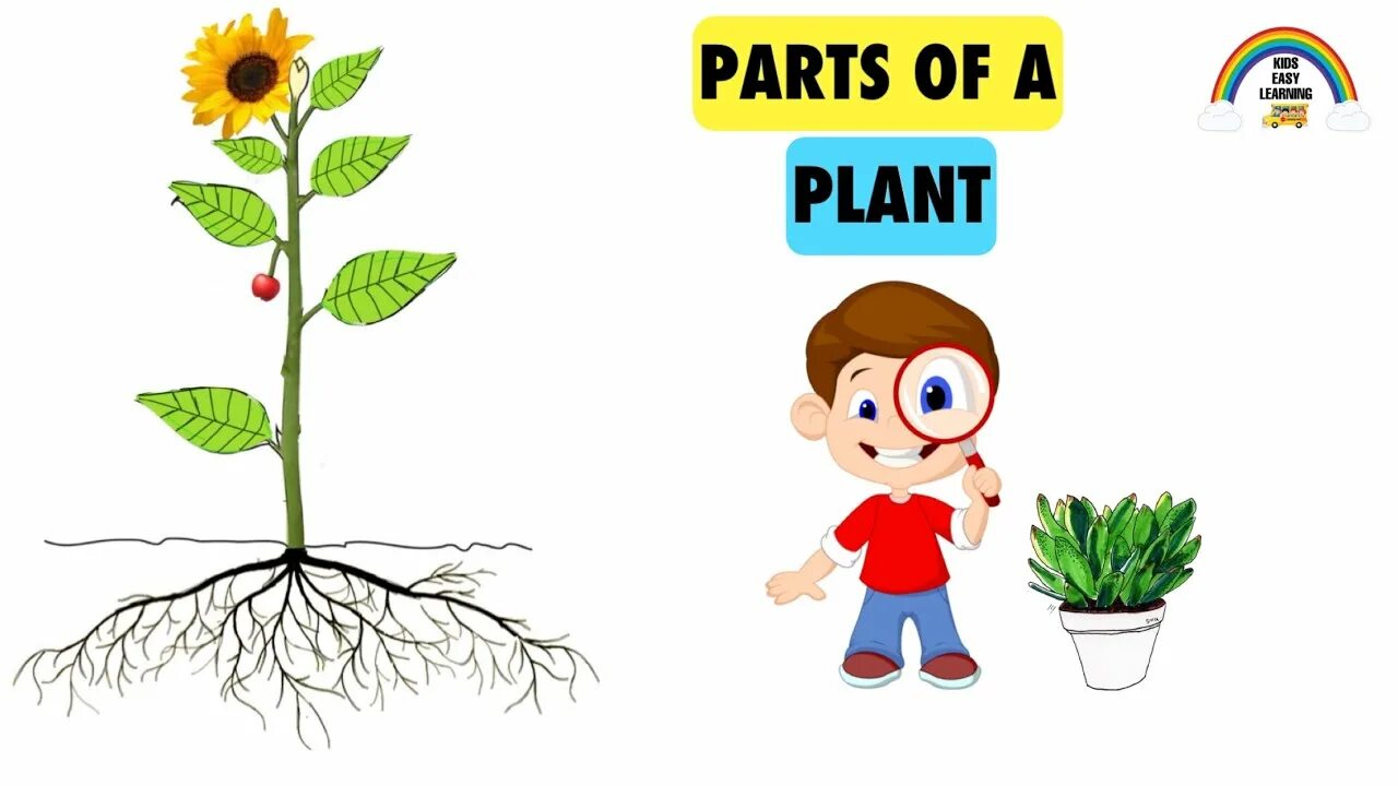 Plants для детей. Parts of Plants for Kids. Растения на английском для детей. Parts of a Flower for Kids. Plants task