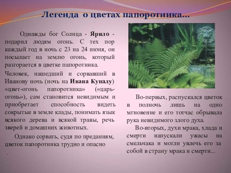 Рассказ о папоротнике. Легенда о папоротнике на Ивана Купала. Легенда о папоротнике на Ивана Купала для детей. Папоротник мифы и легенды. Легенда отпапоротнике.