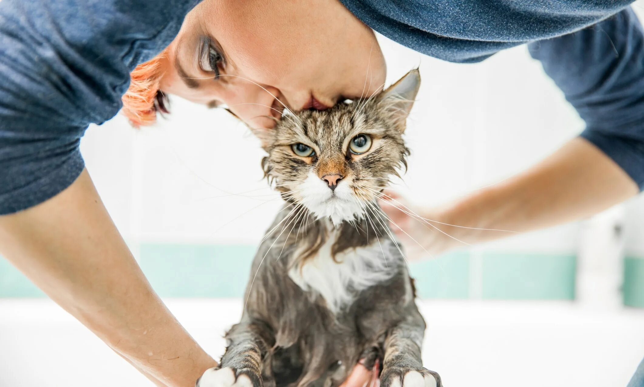 Мытье кошки. Кошку моют. Помытый кот. Кошка моется. Cat washing