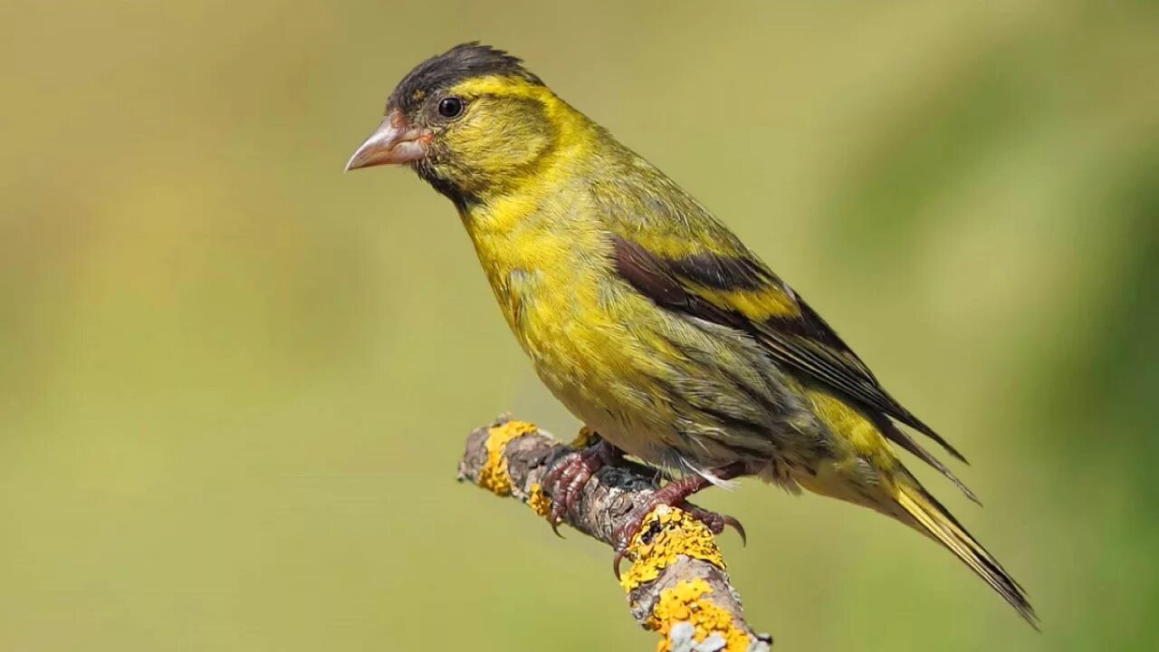 Чиж птица. Чиж (лат. Carduelis Spinus. Чижик пыжик птичка. Щеглы Вьюрковые.