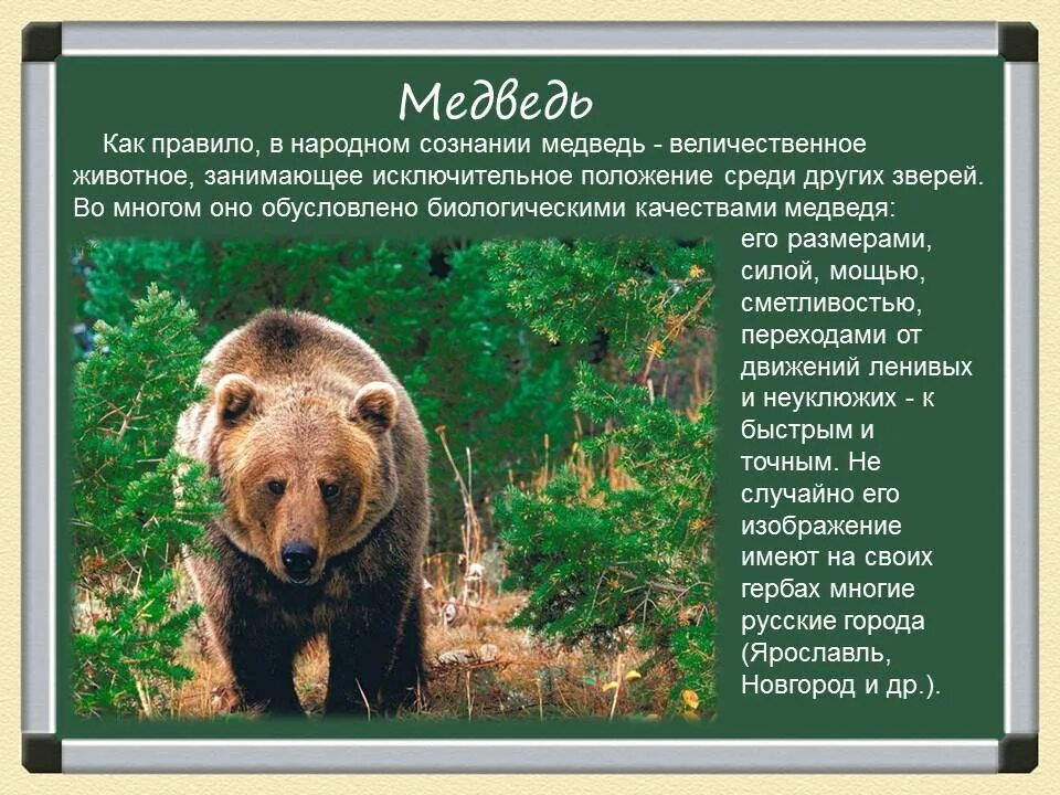 Неофициальный символ россии медведь. Медведь символ России. Неофициальные символы России медведь. Медведь символ России презентация. Национальные символы России медведь.