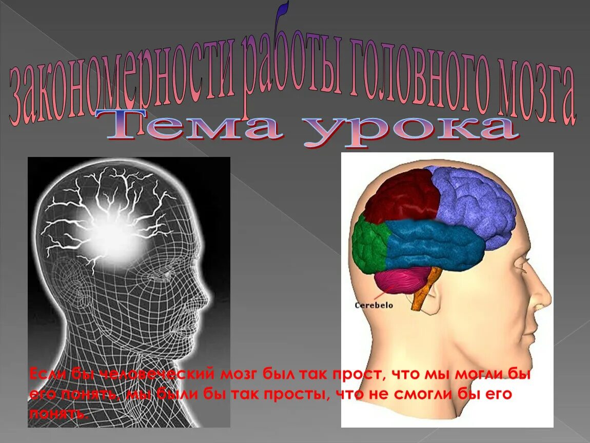 Головной мозг урок 8 класс. Закономерности головного мозга. Закономерности работы головного мозга. Мозг человека для презентации. Тема мозг.