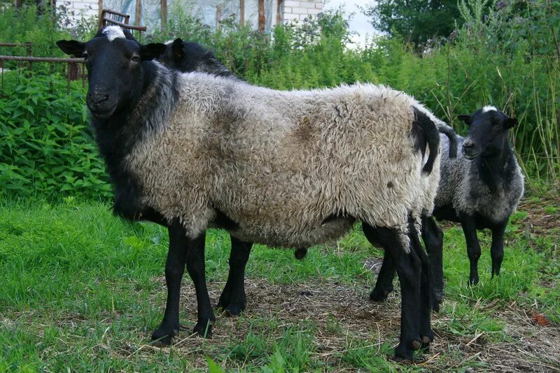Баран Романовской породы. Романовская овца. Романовская порода овец. Вес барана Романовской породы.