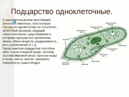 Строение простейших организмов