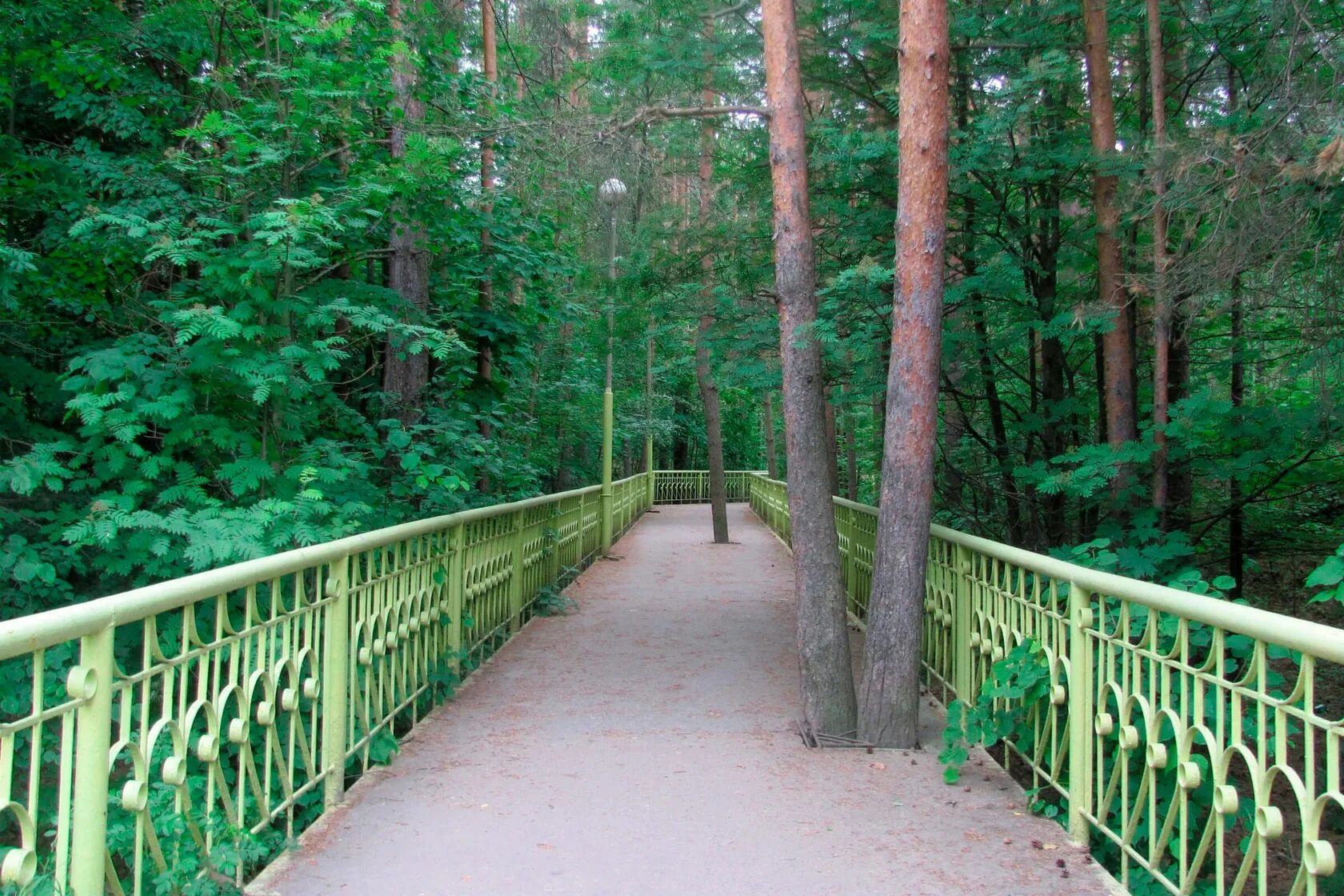 московская область сосновый бор сосновый бор. блэклист сосновый. сосновый бор костанай лес. блэклист сосновый. блэклист сосновый.