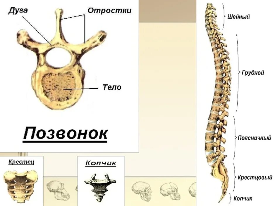 Определите тип костей позвонки. Позвонки человека биология 8 класс. биология 8 класс тело позвонка. строение скелета позвоночника человека. скелет туловища человека анатомия.