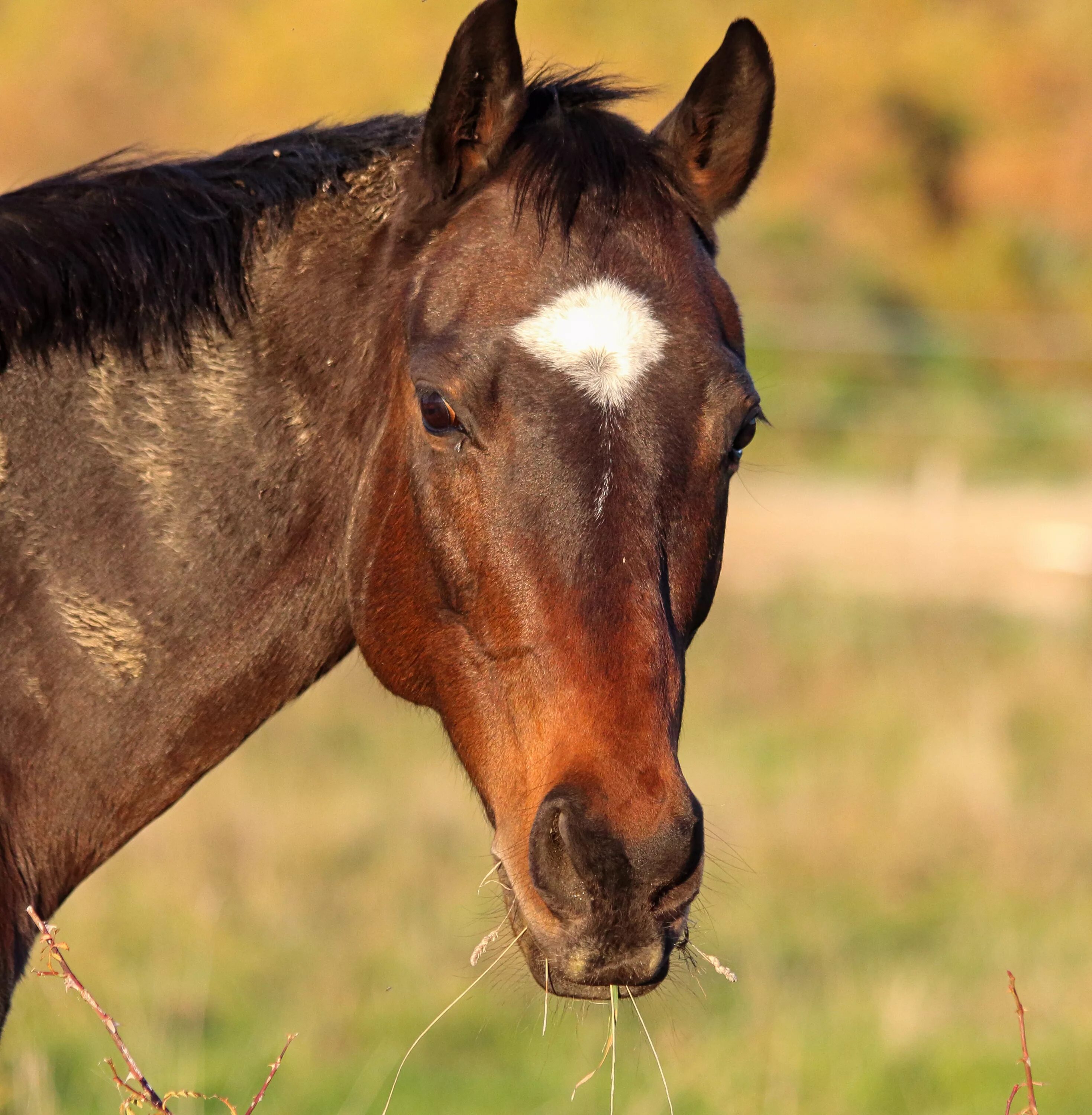 A horse is an animal