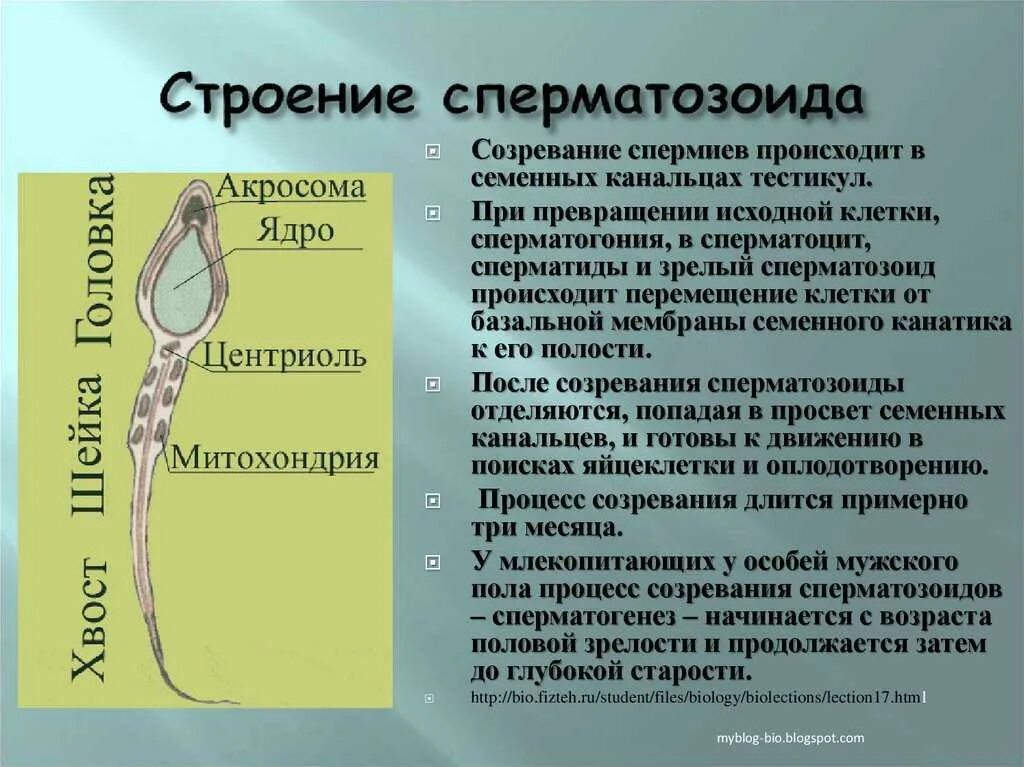 Температура сперматогенеза