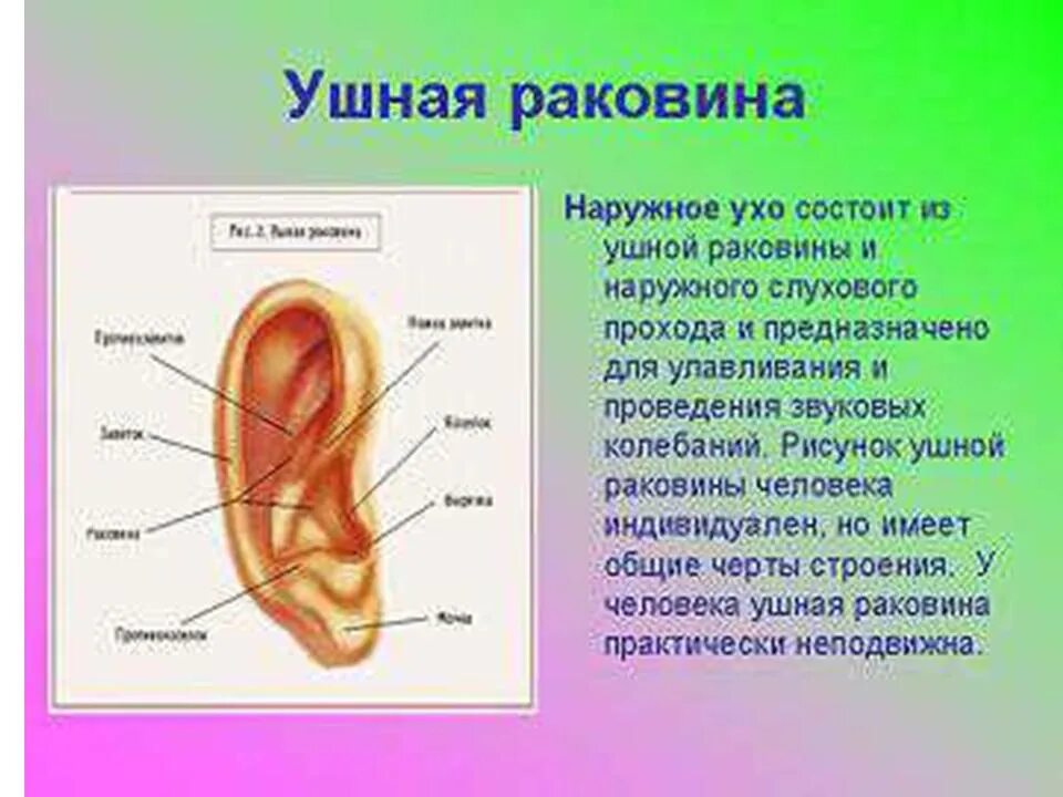 Органы чувств сердце. Строение ушной раковины. Ухо человека строение внешнее. Органы человека ухо. Строение уха человека.