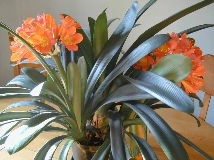Clivia Care - Learn To Grow Clivia Plants Plants, Lily plants, Planting flowers