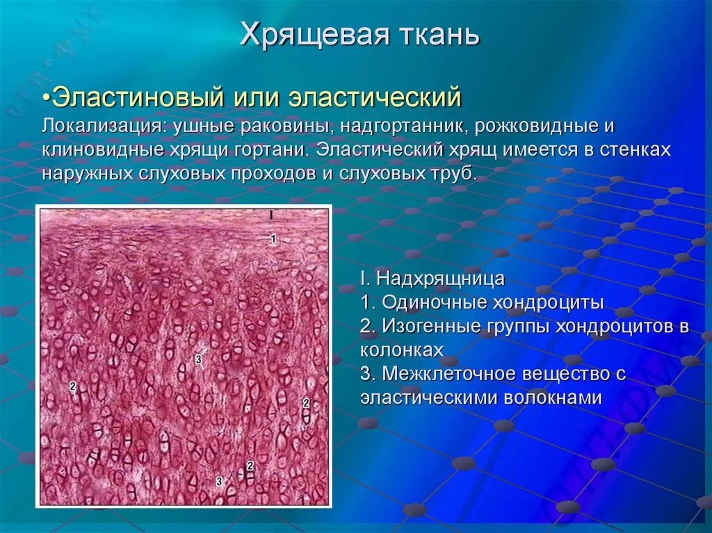 Суставный хрящ какая ткань. Эластический хрящ ( эластическая хрящевая ткань). Эластическая хрящевая ткань гистология. Хрящевая гистология. Эластический хрящ гистология.