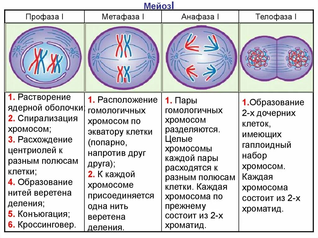 Накопление энергии для деления клетки. Митоз мейоз анафаза телофаза. Профаза метафаза анафаза телофаза. Деление мейоза профаза 1 деление. Метафаза профаза анафаза телофаза мейоза 1.