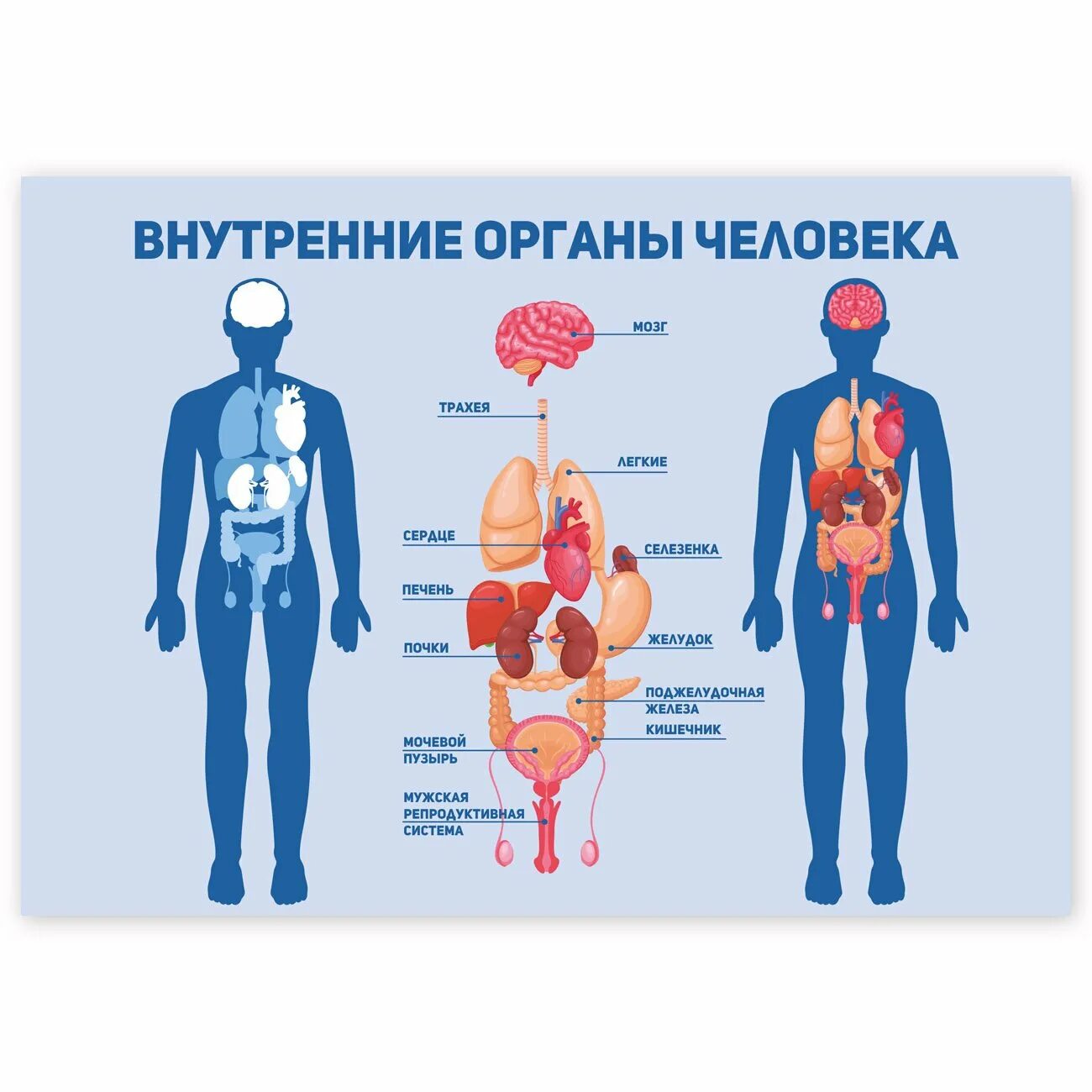 Органы внутри человека расположение. Схема строения тела человека с внутренними органами. Строение человека внутренние органы мужчины спереди. Внутренние органы человека рисунок.