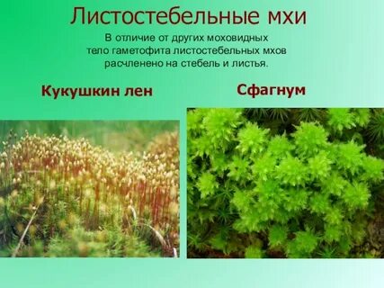 Мох отличие от других растений